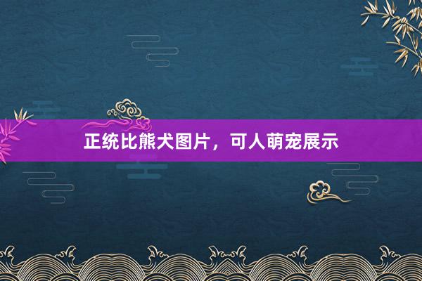 正统比熊犬图片，可人萌宠展示